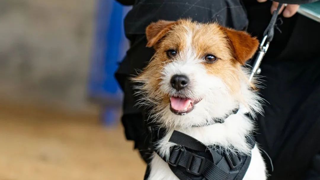 北京市公安局石景山分局丨这只小警犬如一,火出了圈 北京市公安局石景山分局丨这只小警犬如一,火出了圈