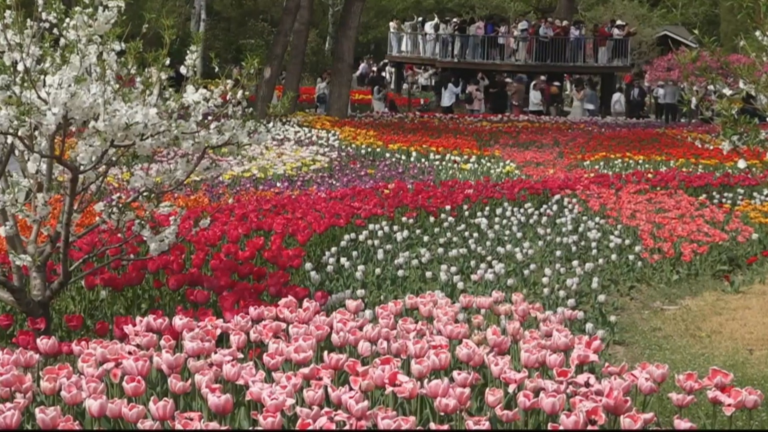 20万株郁金香盛放国家植物园 20万株郁金香盛放国家植物园