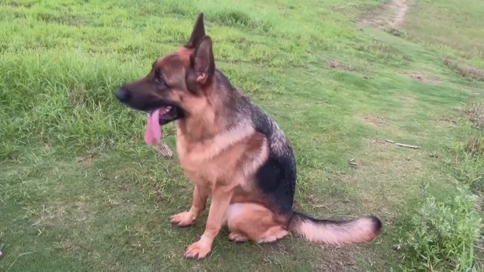 毒镖射狗 黑心男子盗窃售卖有毒狗肉 毒镖射狗 黑心男子盗窃售卖有毒狗肉