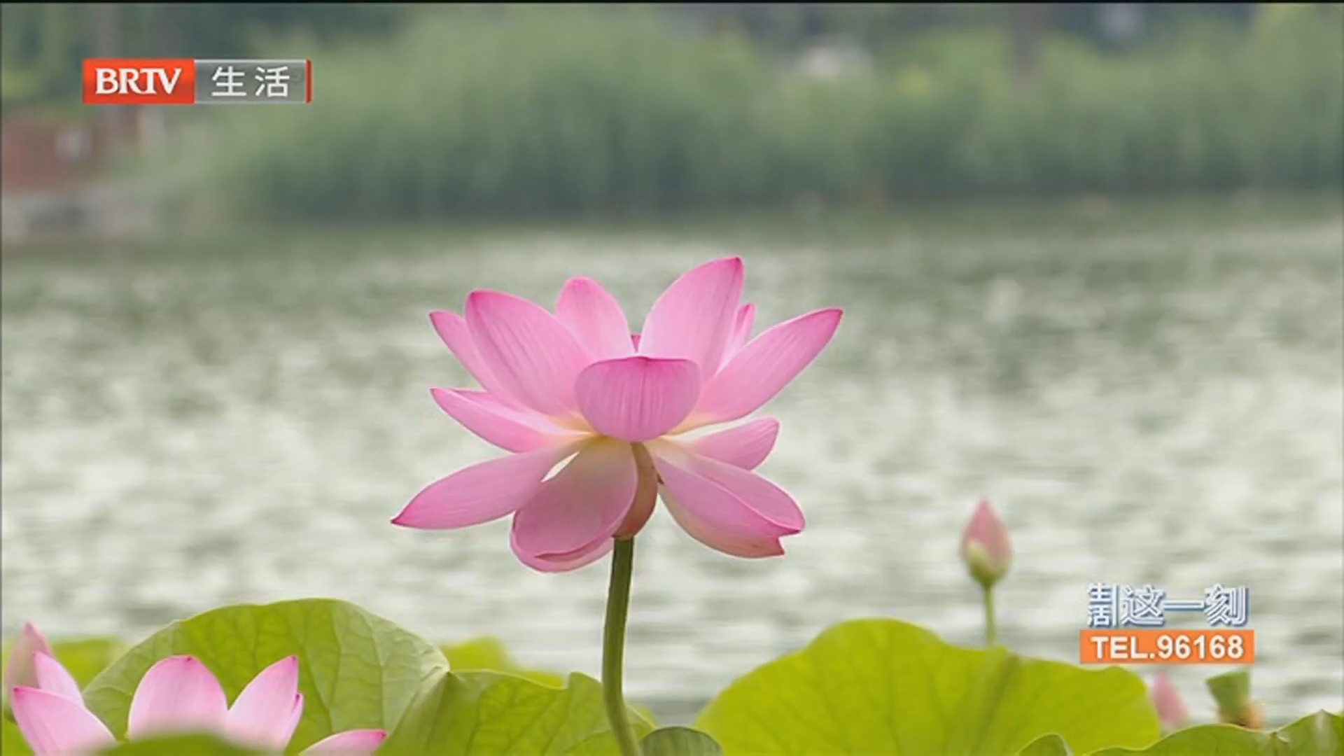 美不胜收！莲花池公园荷花盛放