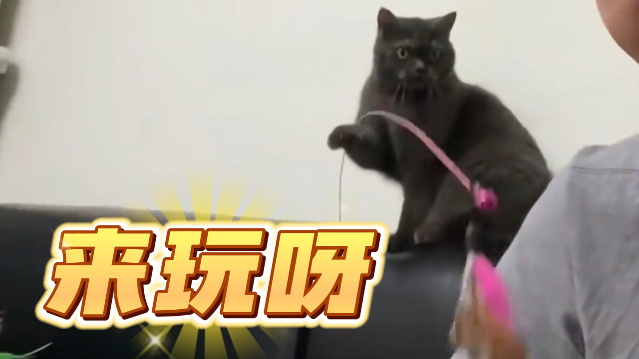 又抓到一只成精的猫，猫咪拿逗猫棒认真地逗主人
