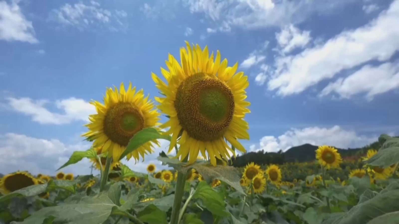 湖南汝城：葵花朵朵开 美景引客来