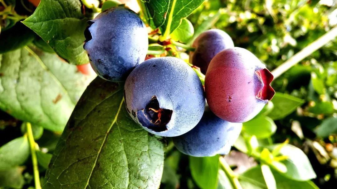 房山区周末遛娃好去处,畅享采摘欢乐,探秘科技种植 房山区周末遛娃好去处,畅享采摘欢乐,探秘科技种植