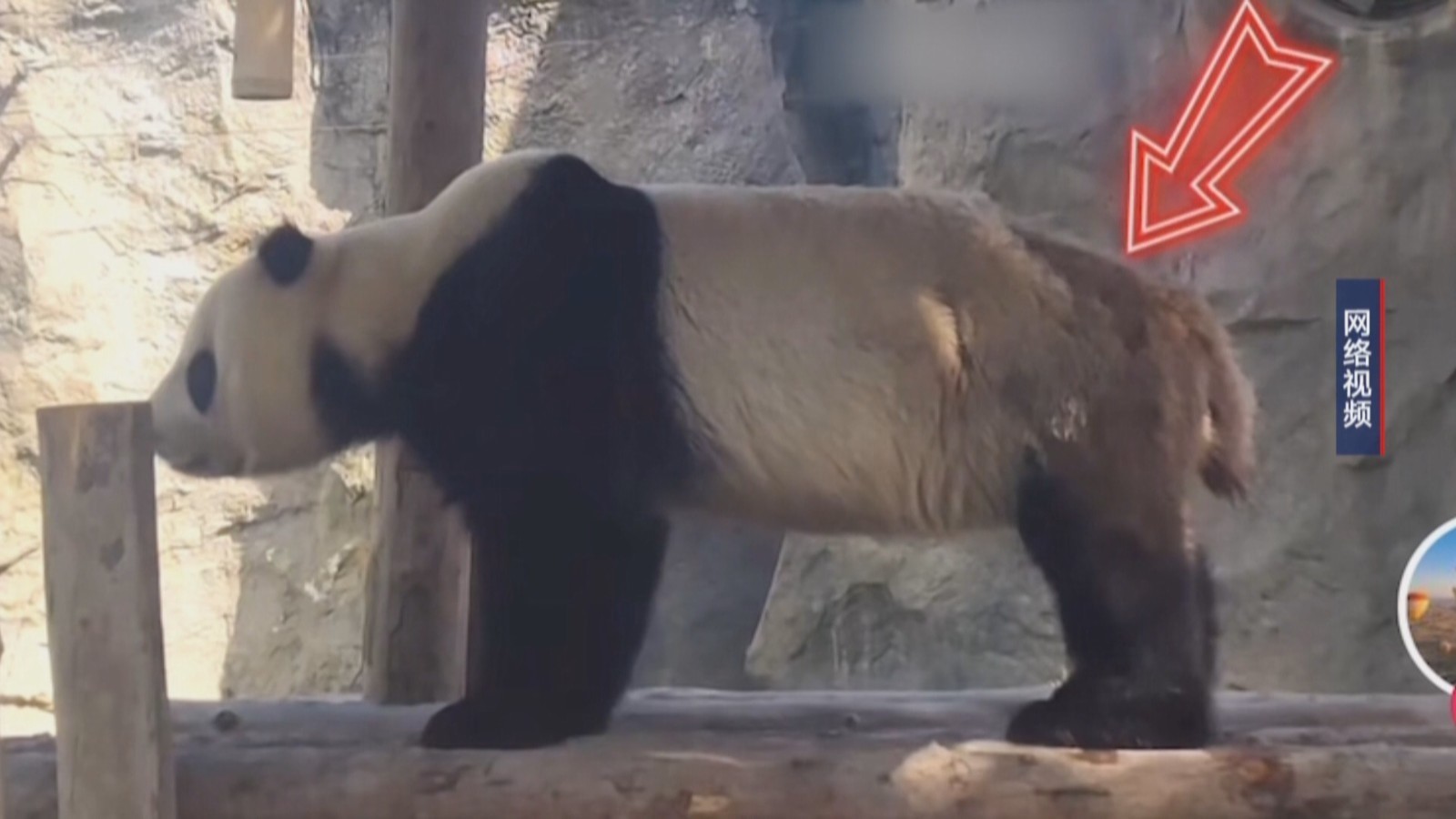 屁股毛脱落发黑,大熊猫康康得了皮肤病? 园方这样回应 屁股毛脱落发黑,大熊猫康康得了皮肤病? 园方这样回应