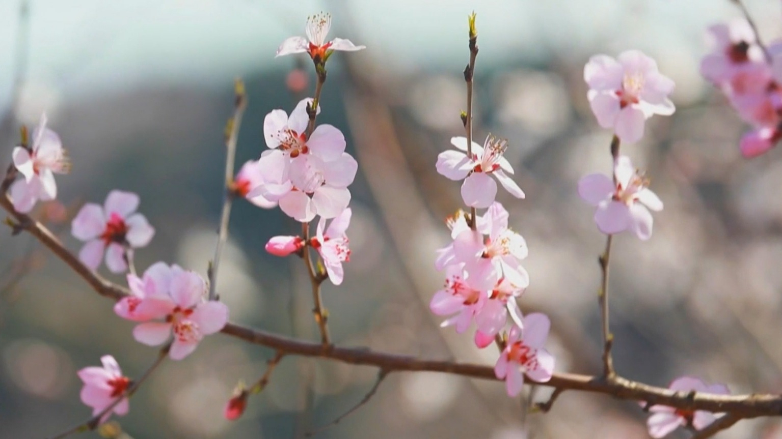 山花碧水映长城