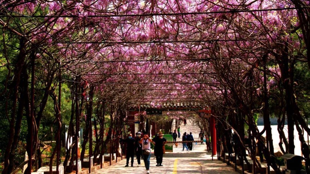 四月的怀柔,山水如画,这里花正好! 四月的怀柔,山水如画,这里花正好!