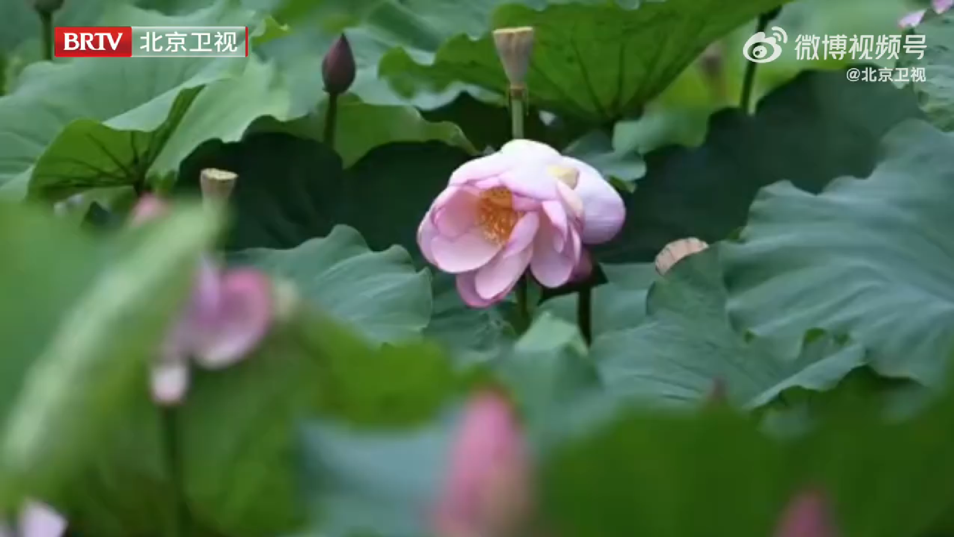 并蒂莲绽放好运加倍，南宁狮山公园荷塘，朵朵荷花立其间