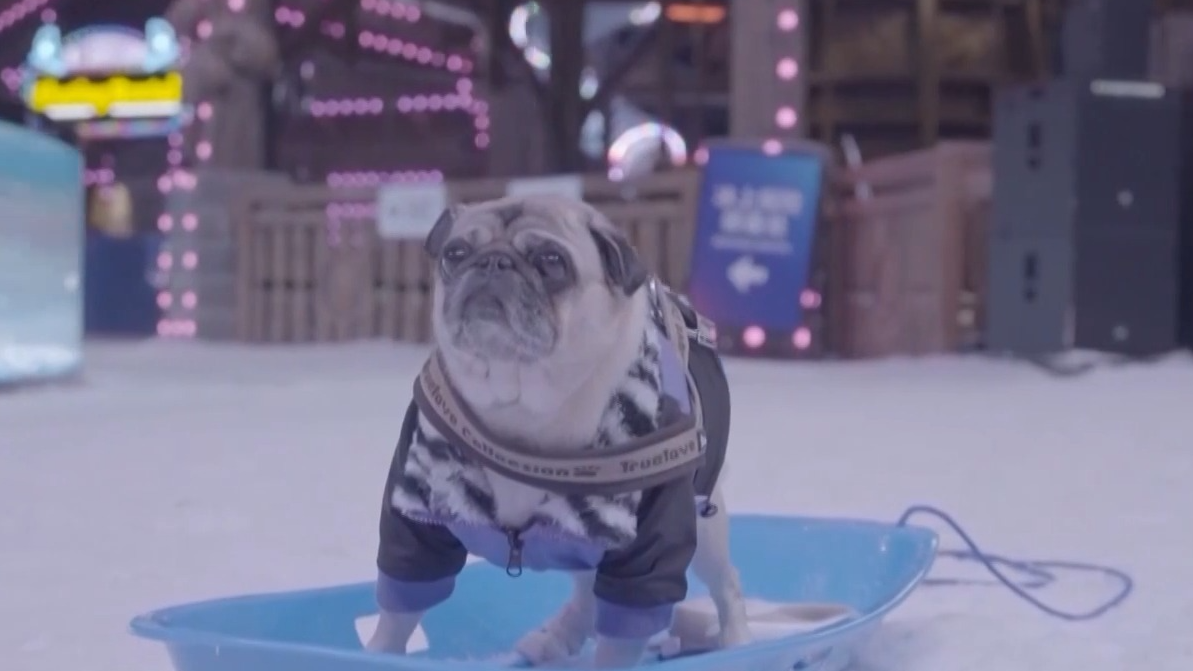 视频丨“携宠出游”成时尚 “它经济”还有哪些可能 视频丨“携宠出游”成时尚 “它经济”还有哪些可能