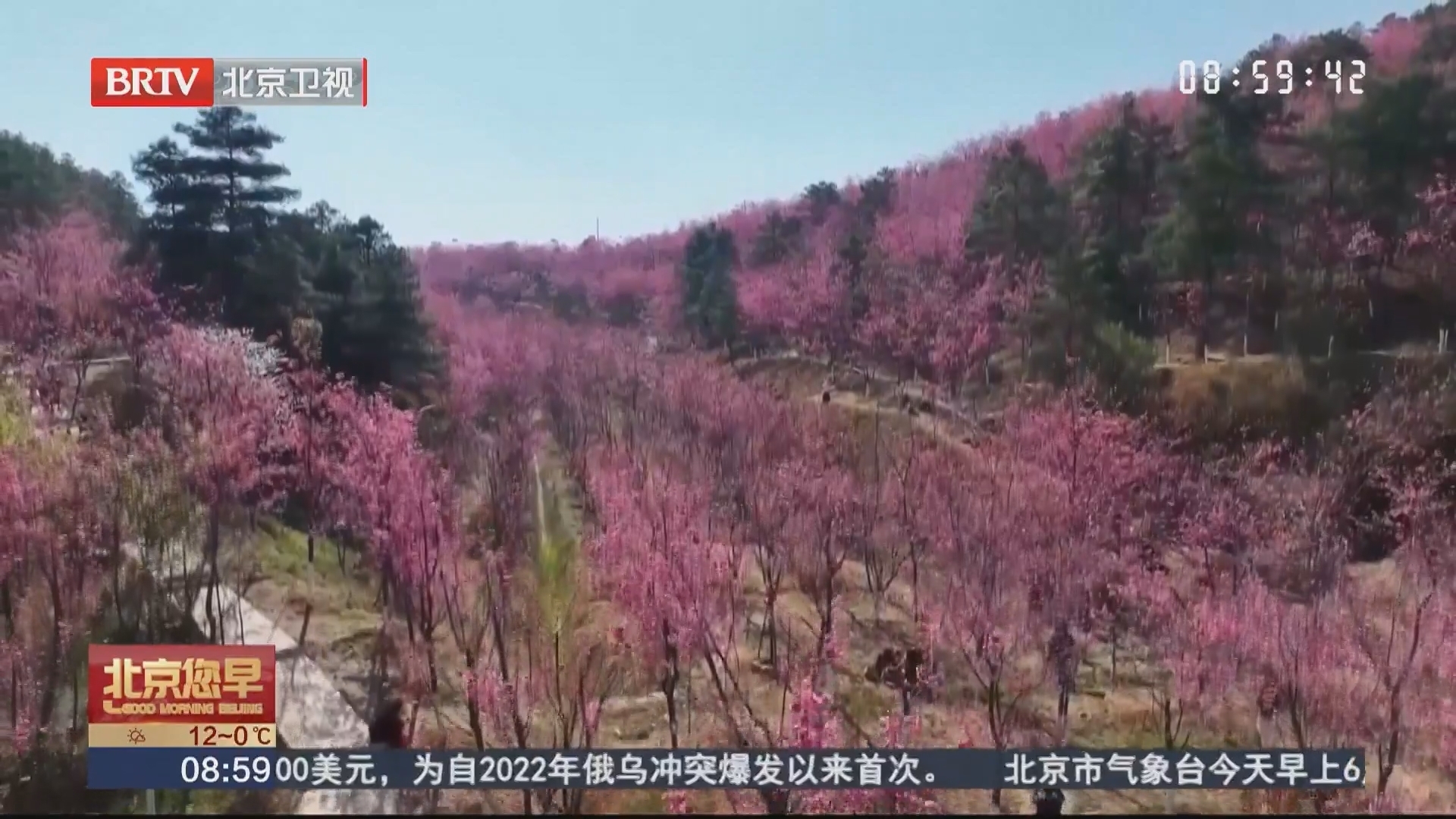 来云南马龙！赴一场春日樱花的约会