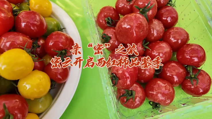 亲“密”之旅 密云开启西红柿品鉴季