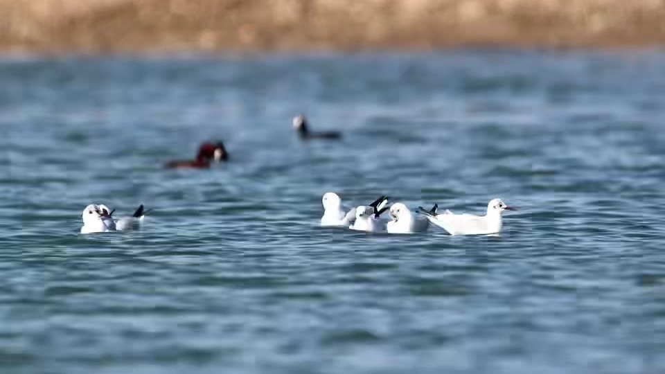 北京平谷：万鸟迁徙 生态向好