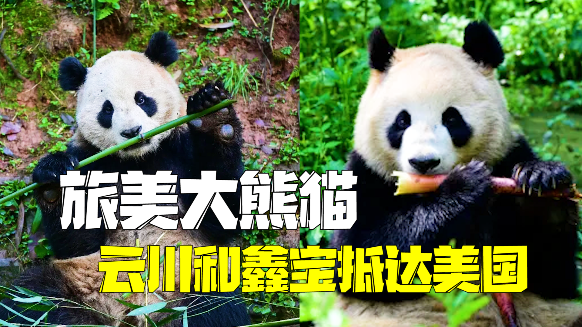 旅美大熊猫云川和鑫宝平安抵达美国圣迭戈