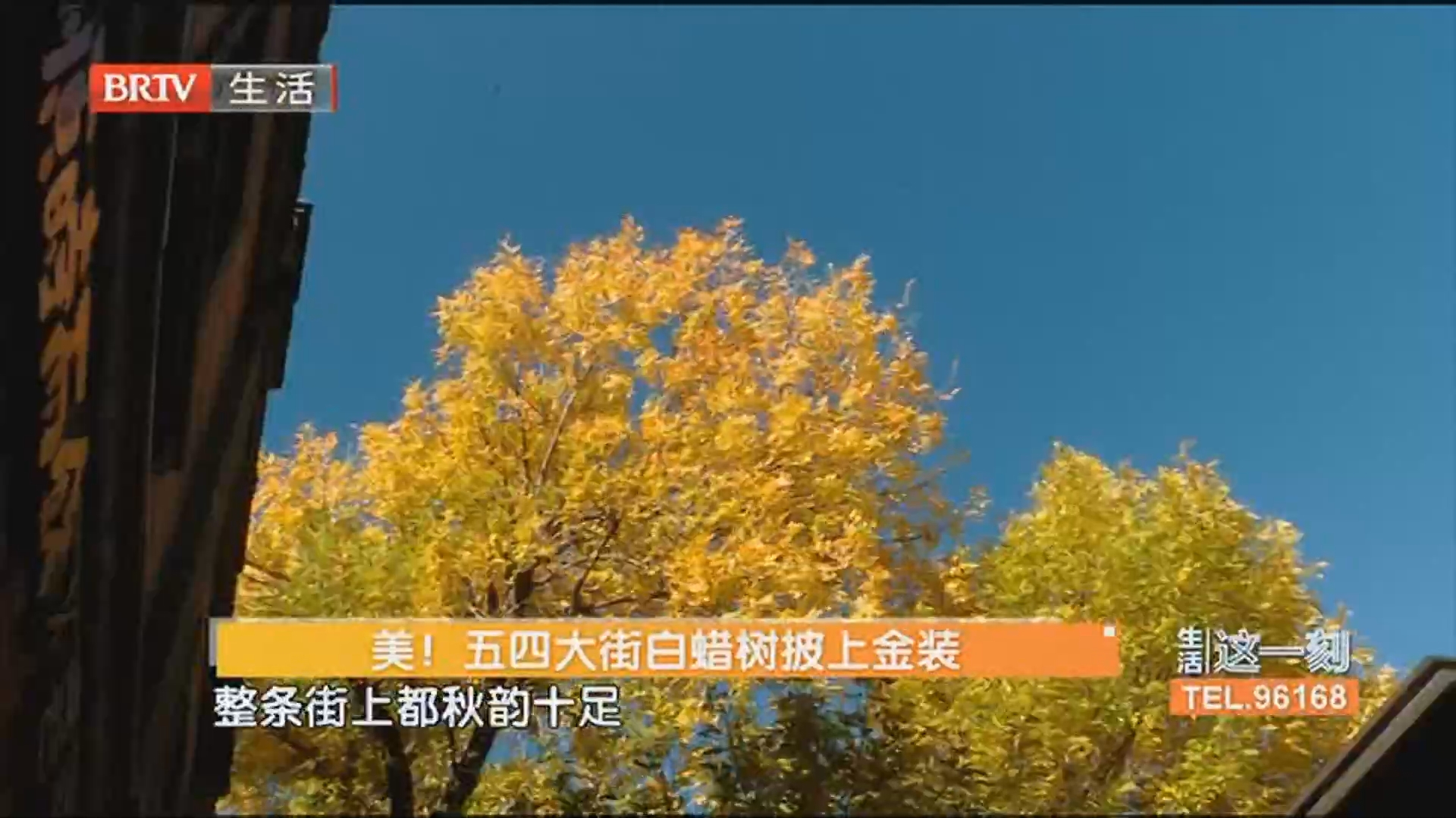 美！五四大街白蜡树披上金装 马路中间拍照有危险 安全底线记心间