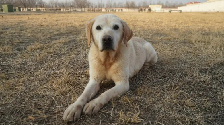 转扩!为6只退役军犬找个新家 转扩!为6只退役军犬找个新家