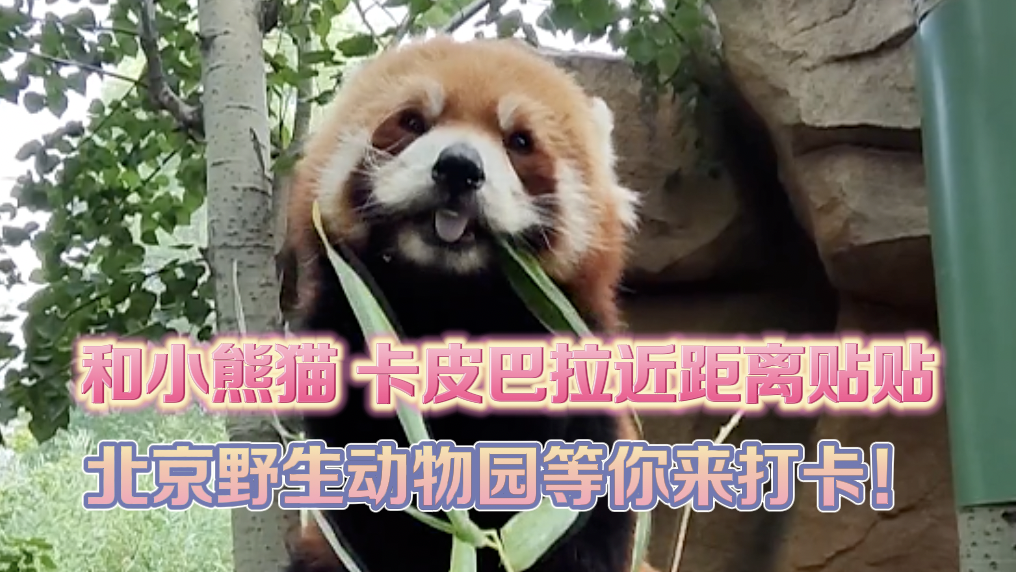 和小熊猫、卡皮巴拉近距离贴贴,北京野生动物园等你来打卡! 和小熊猫、卡皮巴拉近距离贴贴,北京野生动物园等你来打卡!