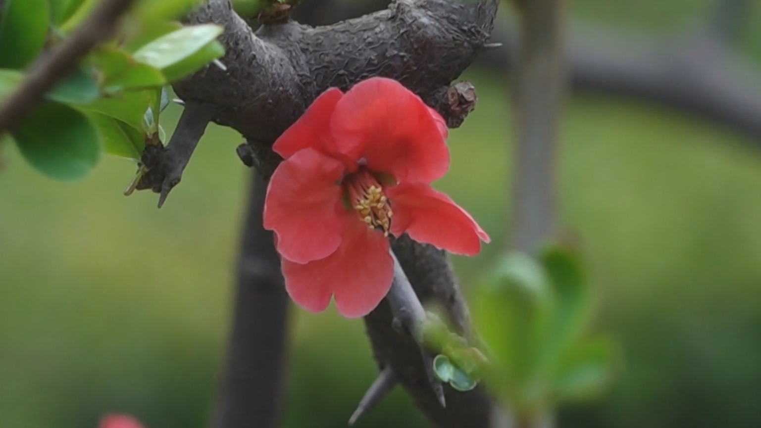 不负京华好春光丨陶然亭将迎来海棠盛景