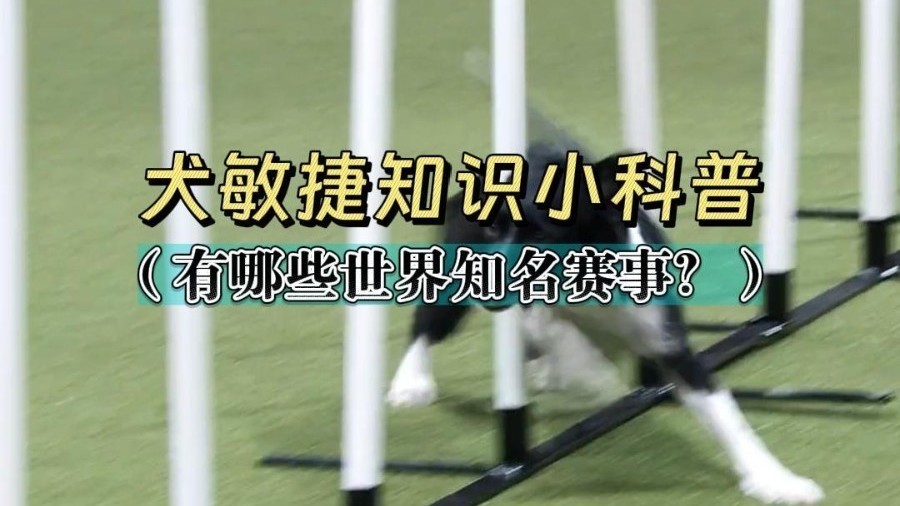 世界上知名的犬敏捷赛你去过几个？