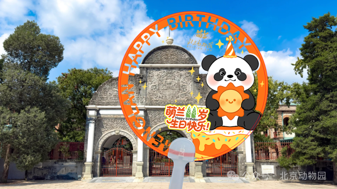 周六萌兰生日不展出？动物园官宣隐藏玩法——
