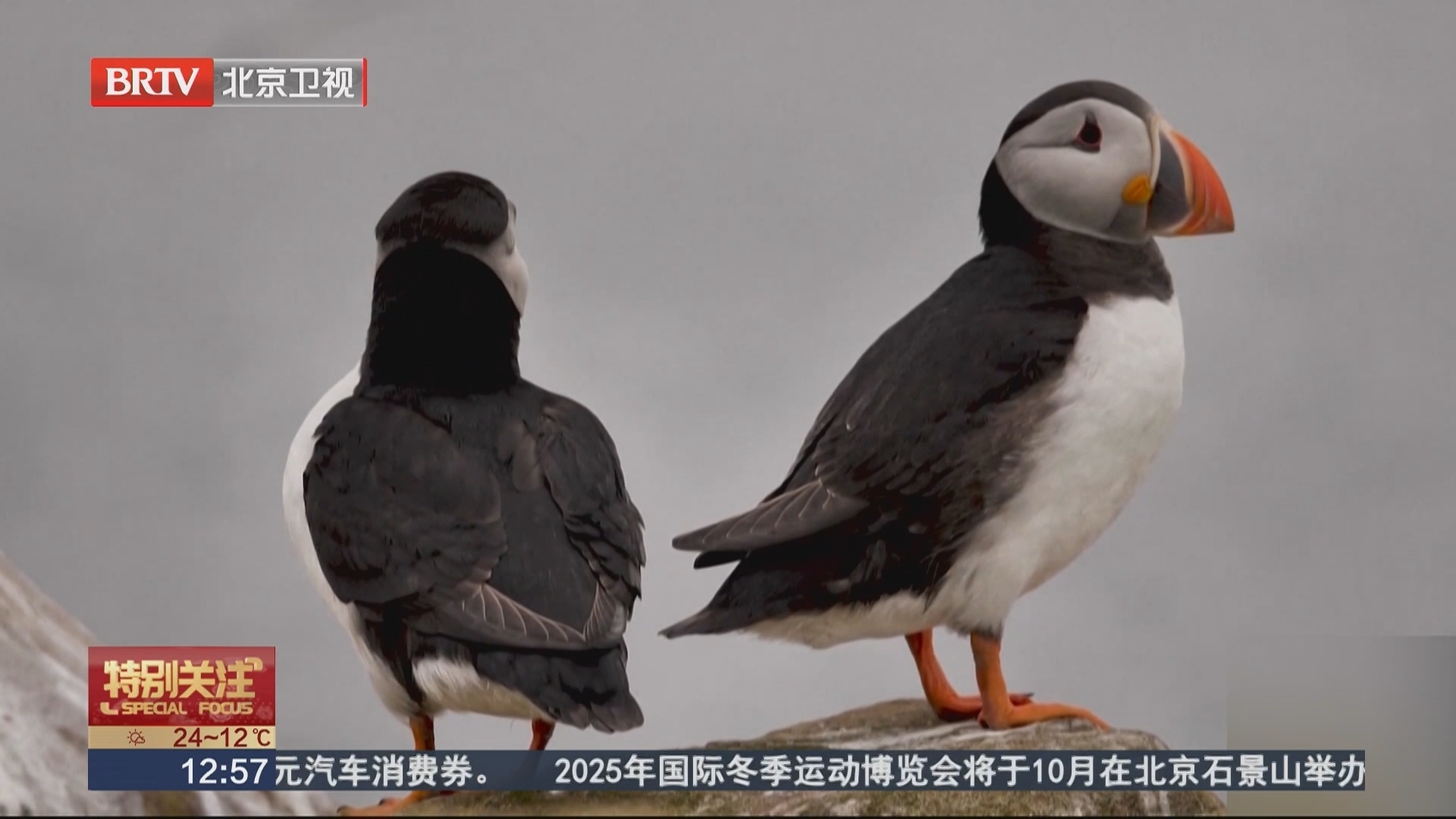 《特别关注》20250517