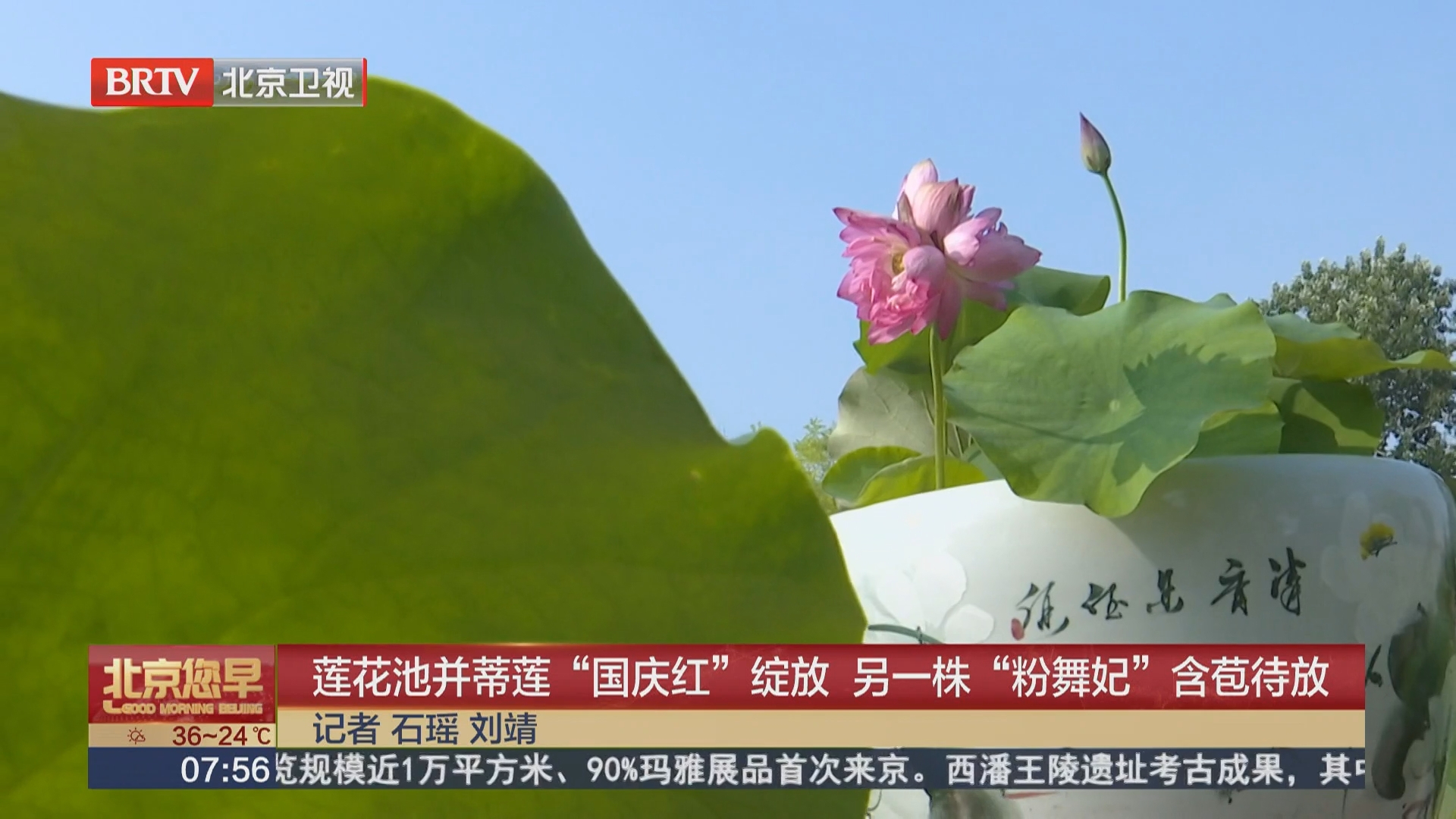 莲花池并蒂莲“国庆红”绽放 另一株“粉舞妃”含苞待放