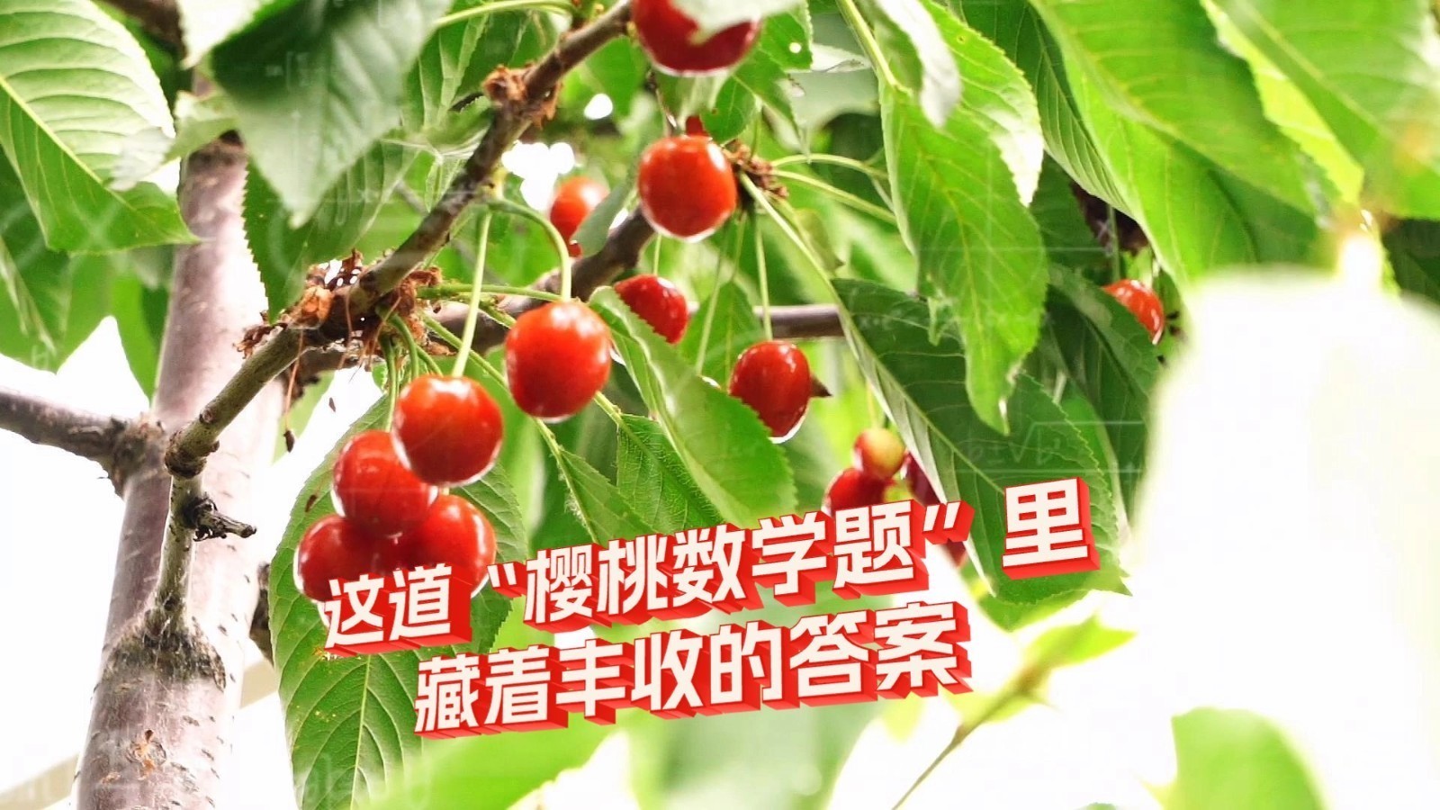 【京·花果蜜】一亩地种下220棵树？这道“樱桃数学题”里，藏着丰收的答案