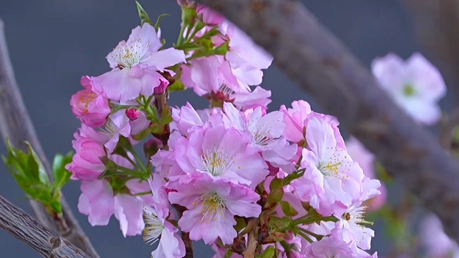 玉渊潭樱花节,时间定了!门票有调整 玉渊潭樱花节,时间定了!门票有调整