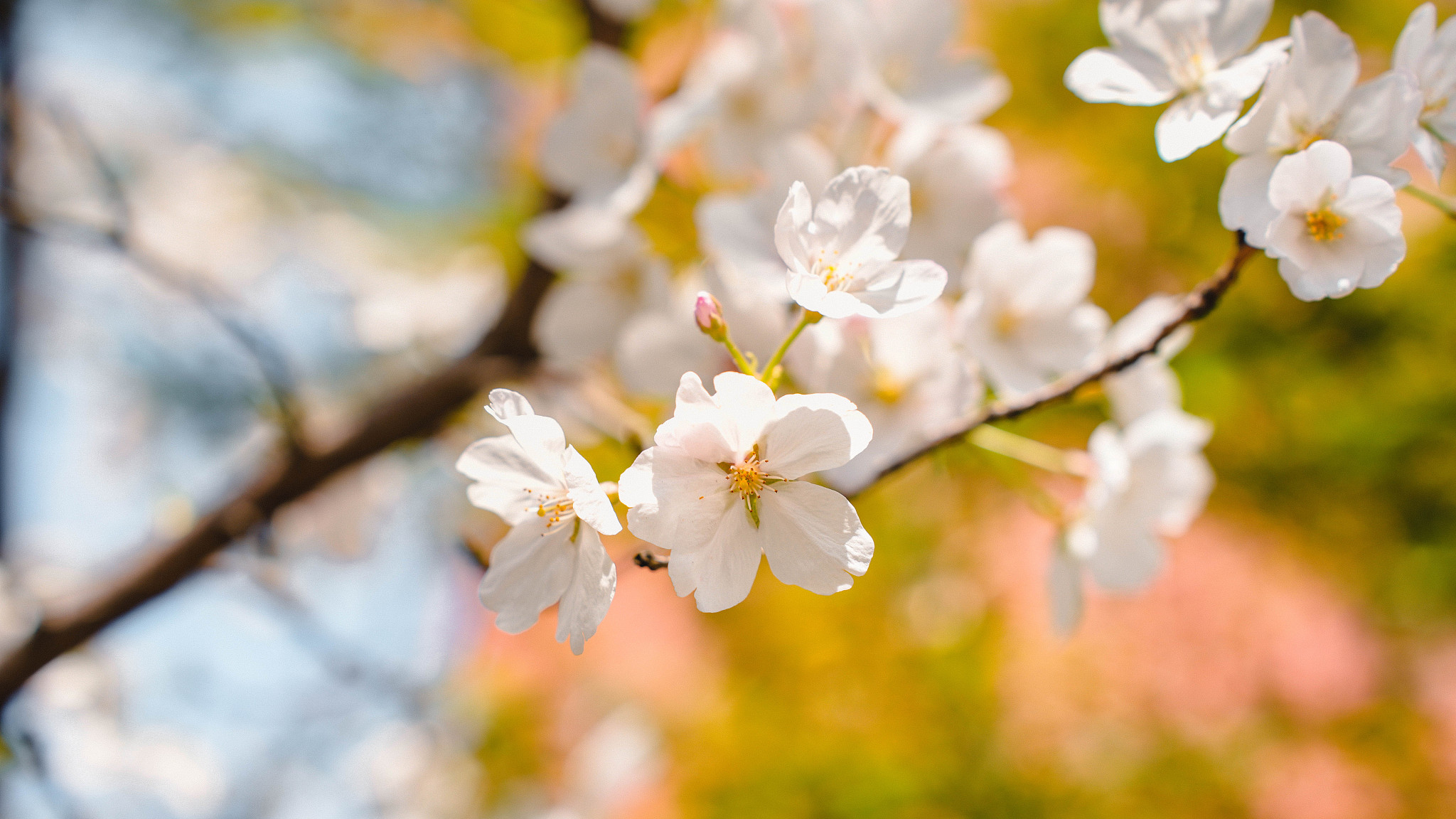 未来三天北京最高气温持续回升 早晚仍需注意保暖 未来三天北京最高气温持续回升 早晚仍需注意保暖