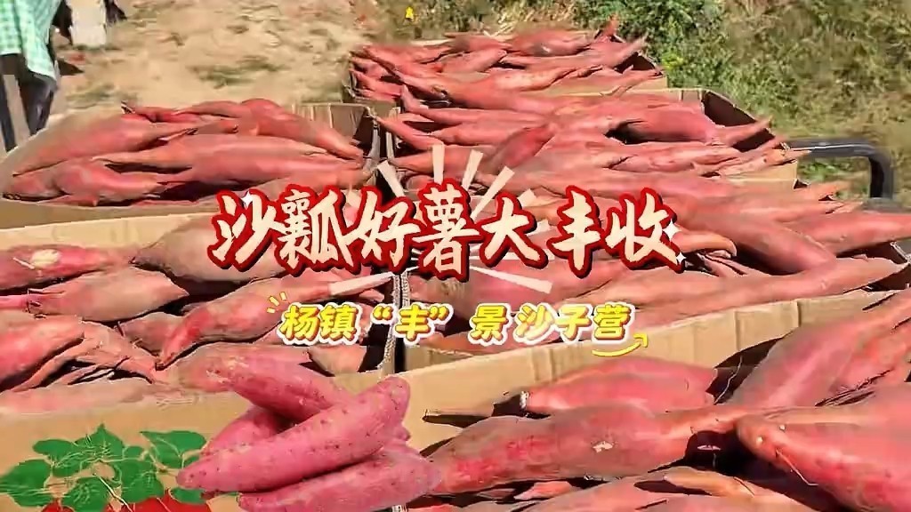 沙瓤好薯大丰收，杨镇“丰”景沙子营