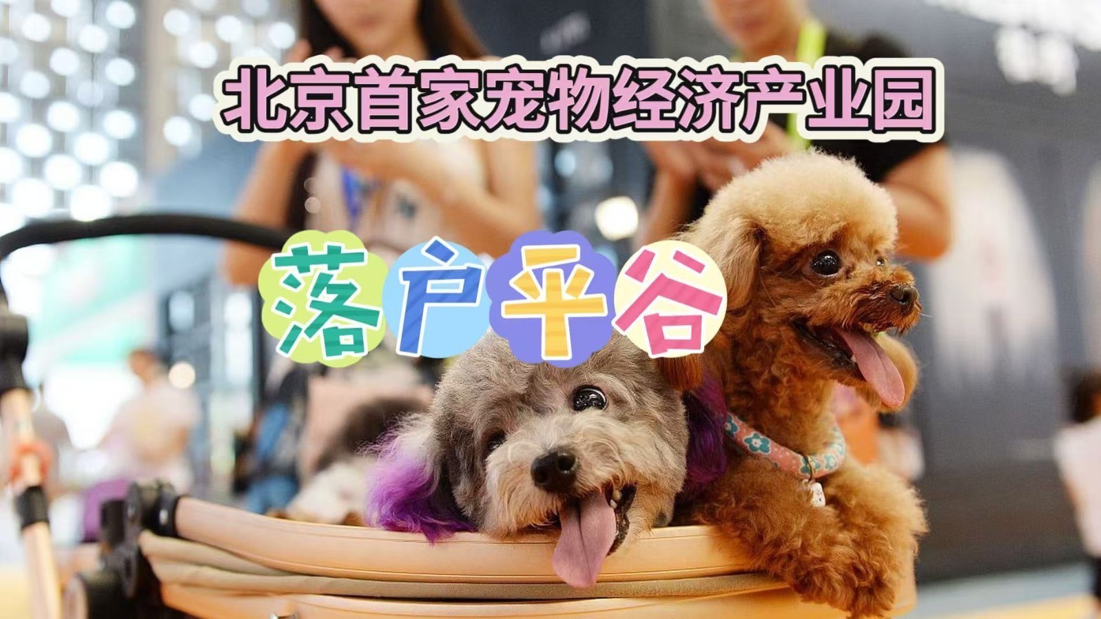 “它经济”崛起！北京平谷布局宠物经济新赛道