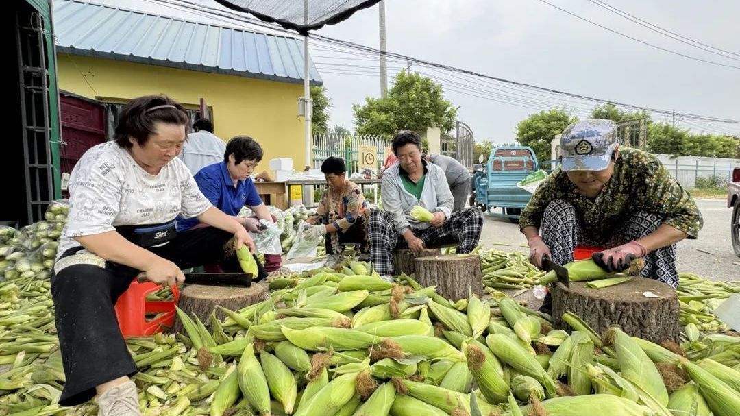 只为新鲜!房山这儿的玉米现掰现卖! 只为新鲜!房山这儿的玉米现掰现卖!