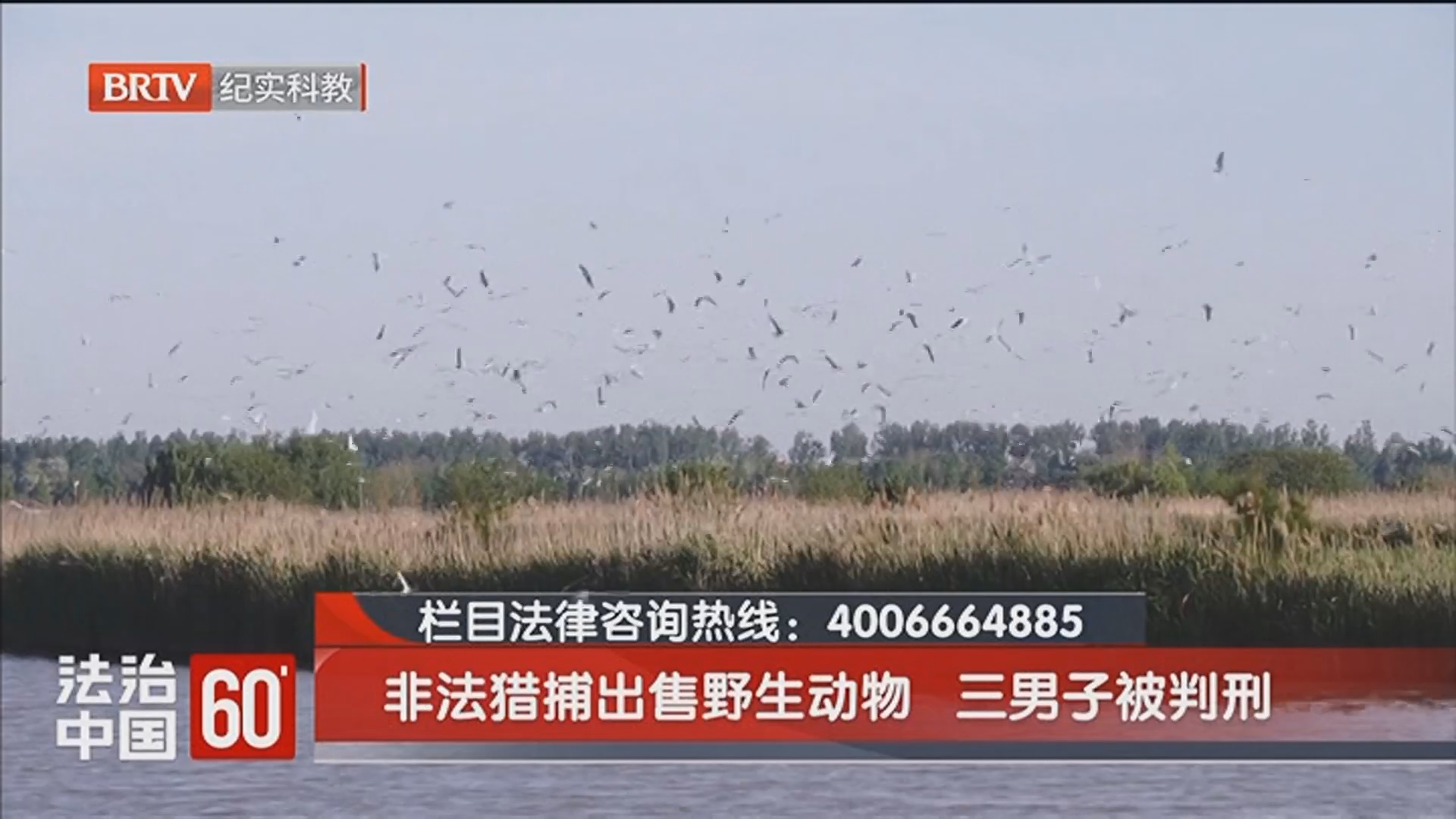 《法治中国60'》20260617非法猎捕出售野生动物 三男子被判刑