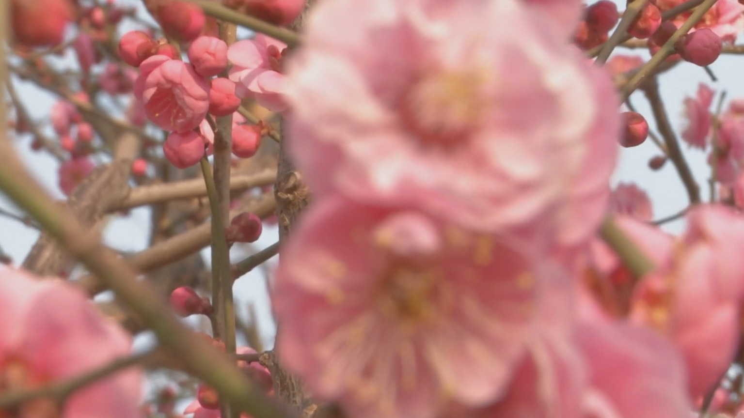 来北京明城墙遗址公园相约“梅”好 来北京明城墙遗址公园相约“梅”好