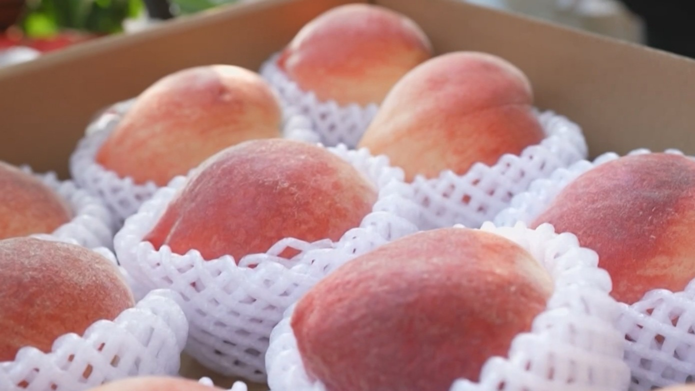 宫成:从滞销到全球热销 “桃痴”劳模30年带火家乡致富果 宫成:从滞销到全球热销 “桃痴”劳模30年带火家乡致富果