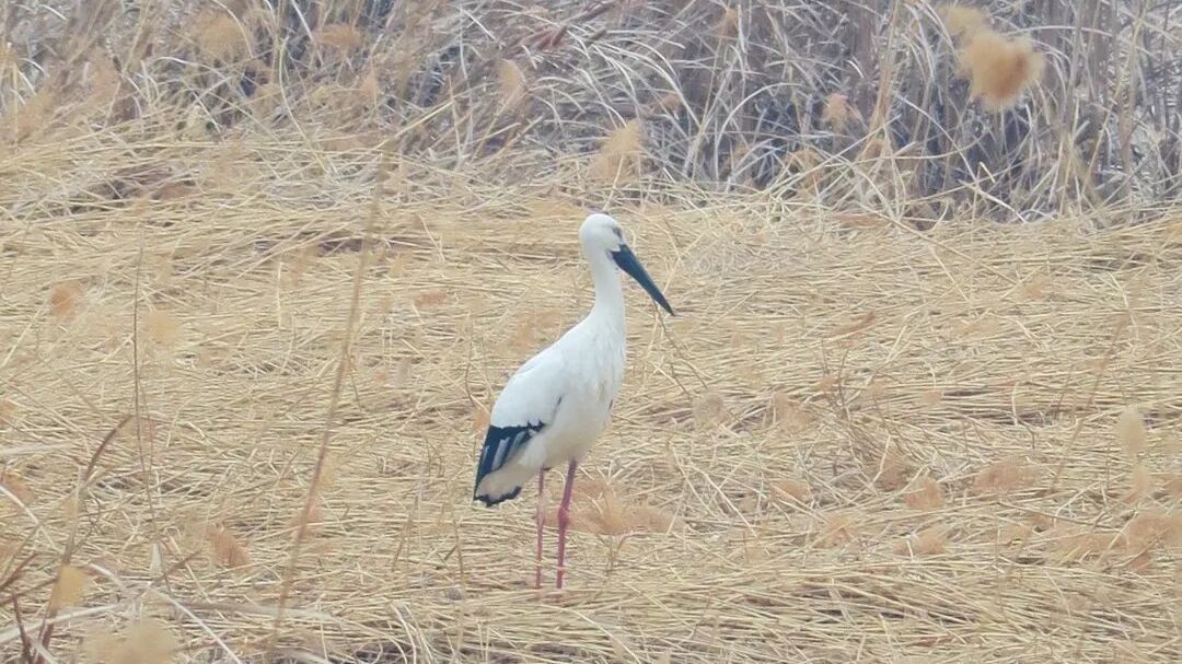 “鸟界国宝”东方白鹳现身顺义 “鸟界国宝”东方白鹳现身顺义