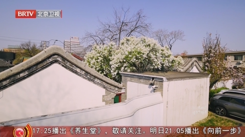 《我是老北京 古树传奇》20260509 北京鲁迅旧居 白丁香