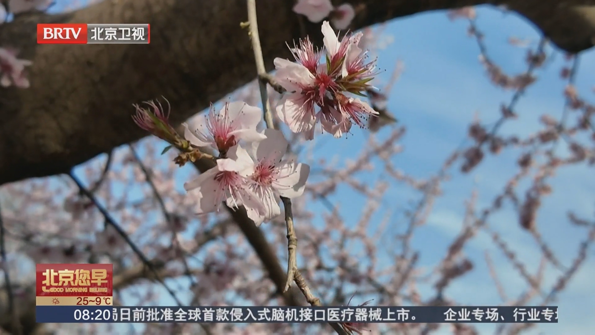 春日限定浪漫！在三里河公园邂逅春日限定的中式浪漫