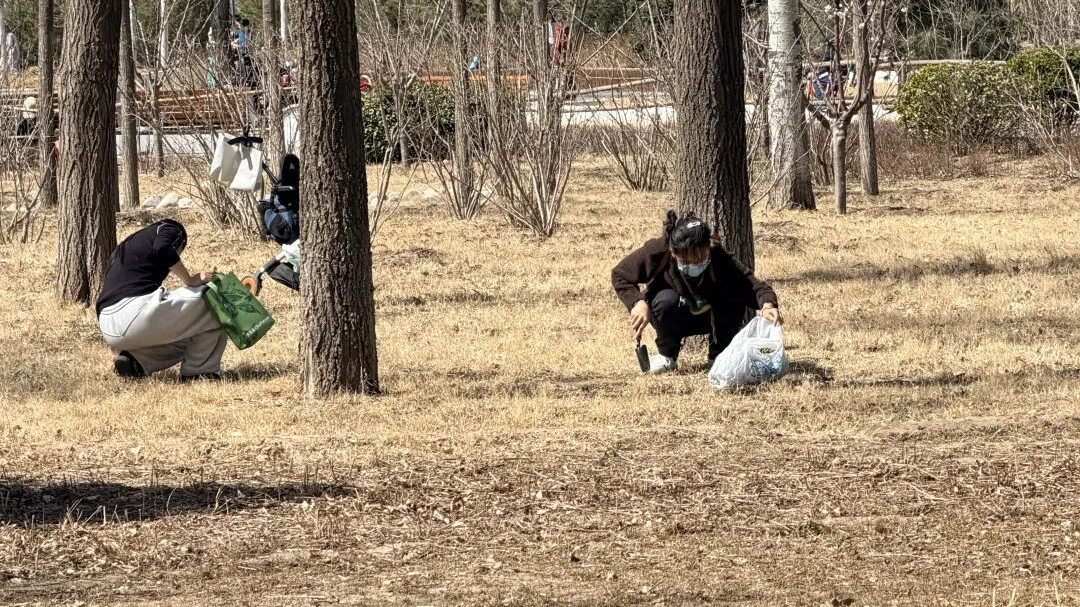 北京一公园近期天天有人挖野菜!还有人折走大把花枝,连孩子都有样学样…… 北京一公园近期天天有人挖野菜!还有人折走大把花枝,连孩子都有样学样……
