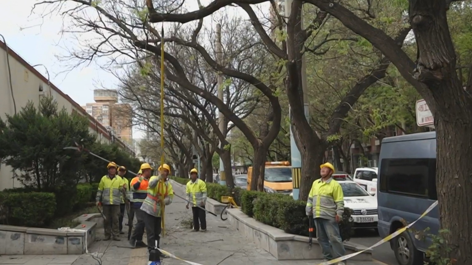 全市千余株大树倒伏 园林抢险保城市安全