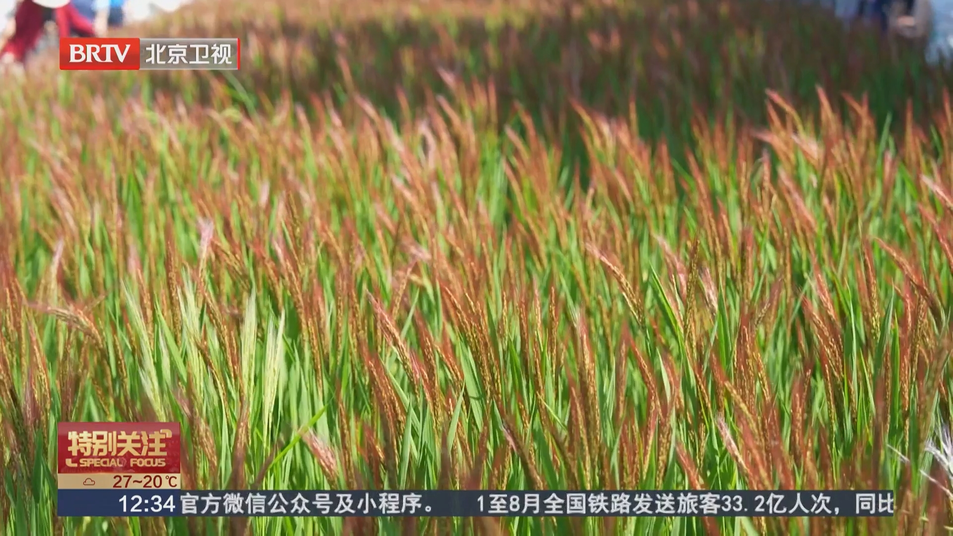 复现“皇家贡米”丰收盛景 北坞公园“胭脂稻”太出片