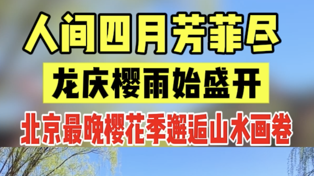逆向花期打造粉色奇迹!龙庆峡晚樱节,开启京城春日终章