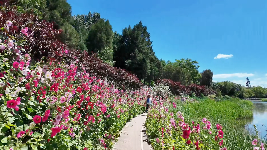 比人还高！圆明园这片“一丈红”花海，超出片