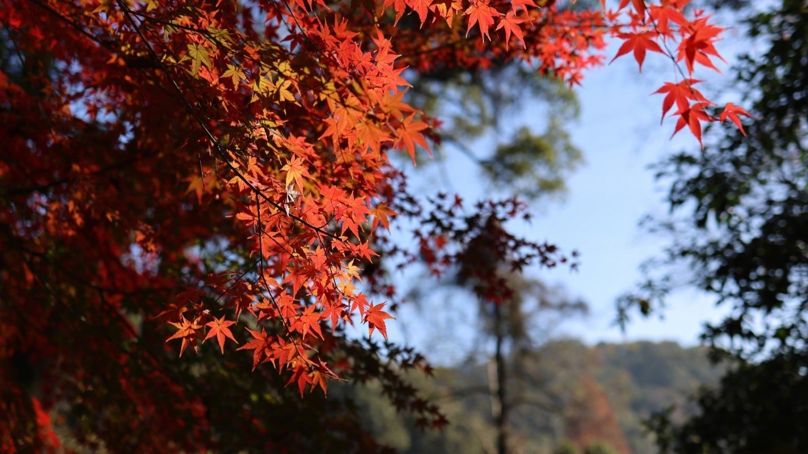 今天白天阴天间多云,早上有轻雾,最高气温14℃ 今天白天阴天间多云,早上有轻雾,最高气温14℃