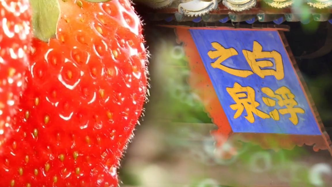 吃草莓泡温泉,昌平你还是有点太权威 吃草莓泡温泉,昌平你还是有点太权威