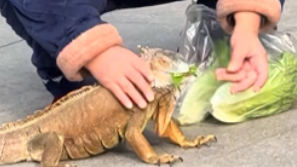 老一辈的“硬核养宠” 有种饿是奶奶觉得你饿