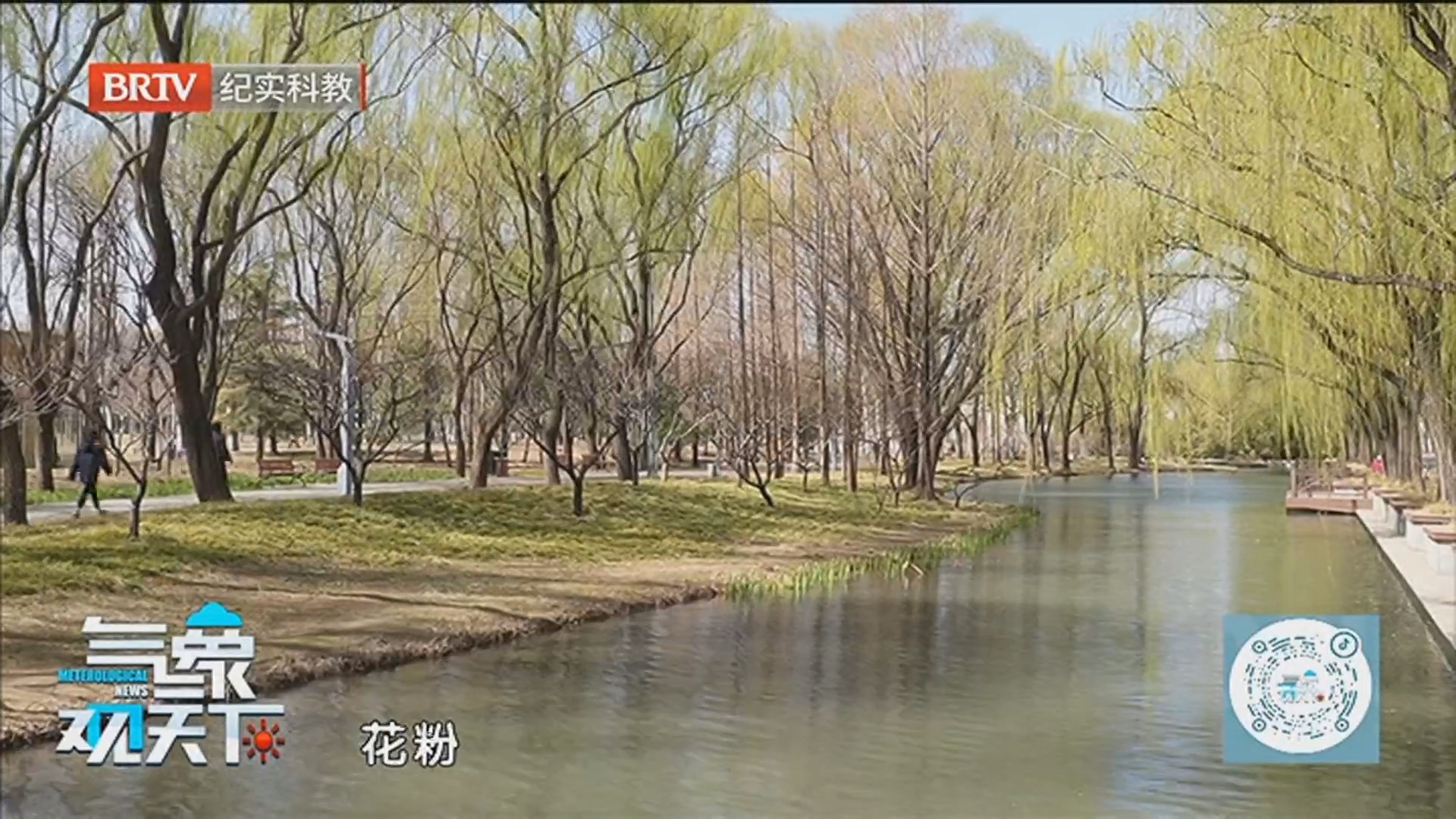 《气象观天下》20260329花粉攻防战 从提前敲门到主动出击