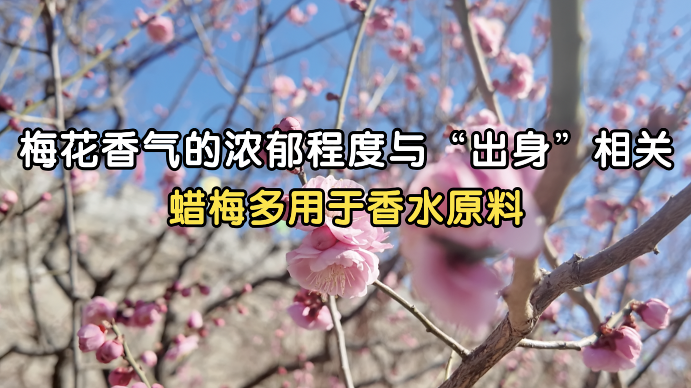梅花香气的浓郁程度与“出身”相关，蜡梅多用于香水原料
