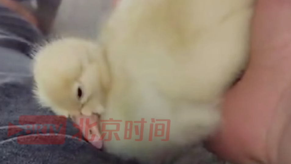 垃圾车司机在一堆碎蛋壳中找到一只刚孵化的小鹅