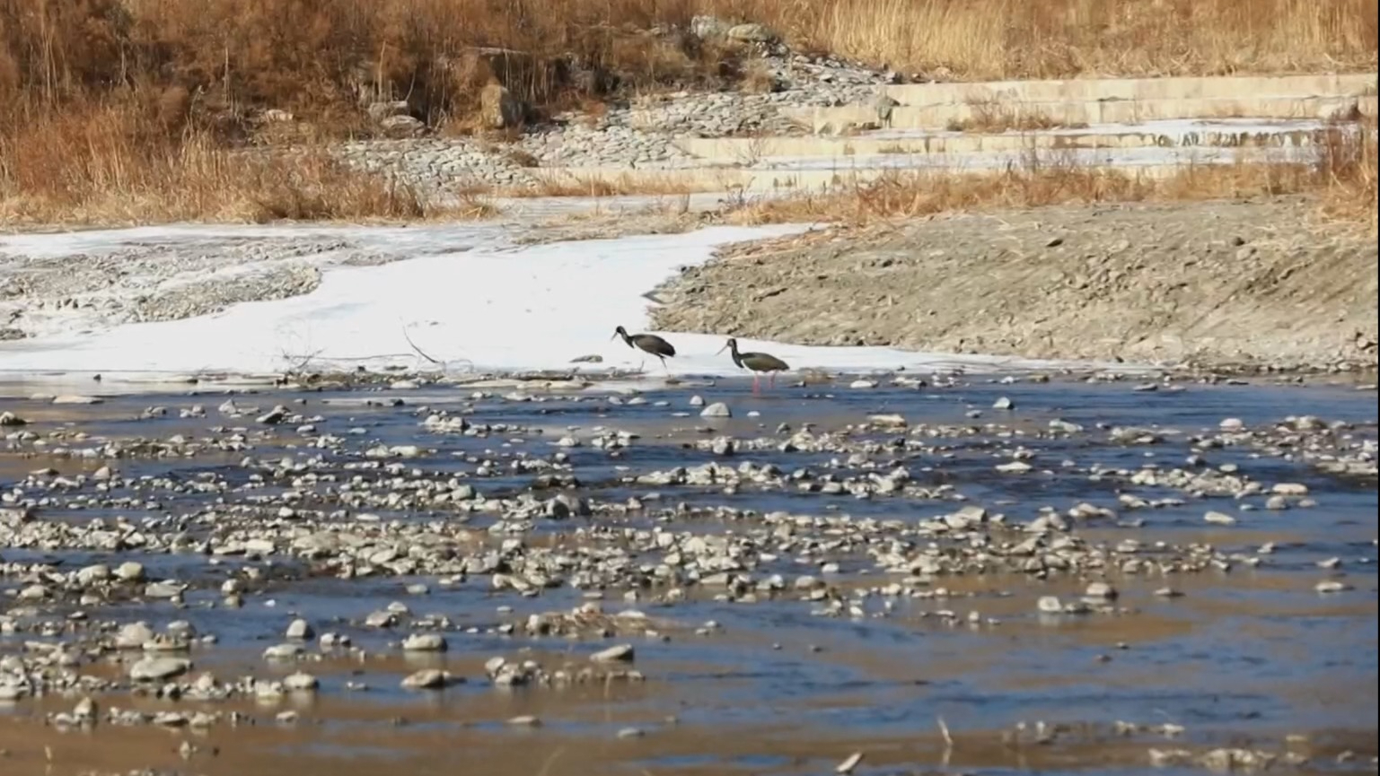 黑鹳现身永定河 生态画卷再添彩 黑鹳现身永定河 生态画卷再添彩