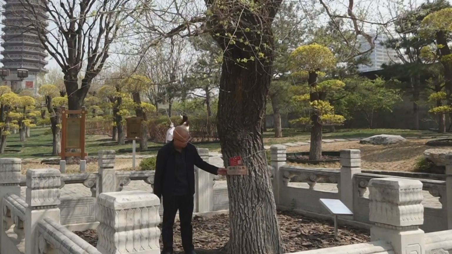 北京首次在全市启动树木认养行动 2000株树木静待守护