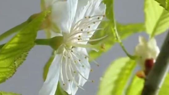 螺蛳粉味的樱花有多上头？排队就为闻一口！